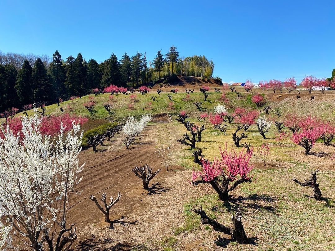 丘パンから数分の桃の丘の桃の花が満開を迎えています（2021.03.17）