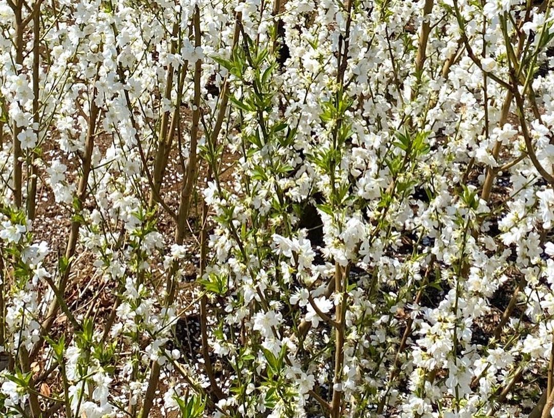 丘パンから数分の桃の丘の桃の花が満開を迎えています（2021.03.17）