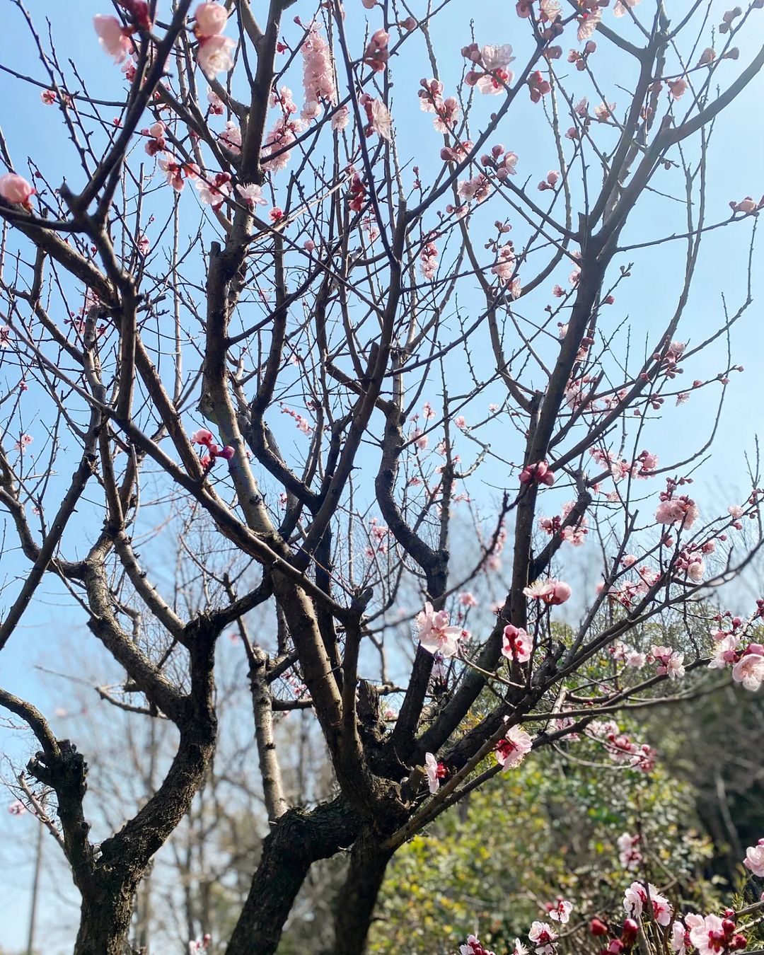 この暖かさで庭の杏の木の花が一気に咲いてきました（2023.03.09）